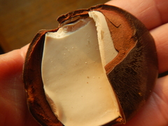 Mora excelsa
