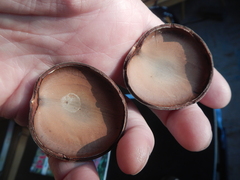 Mora excelsa
