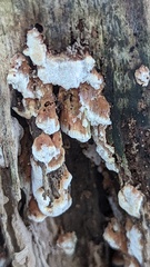 Neoantrodia serialis