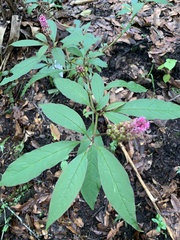Phytolacca
