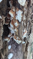 Neoantrodia serialis