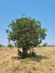 Strychnos cocculoides