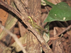 Ommatolampis perspicillata