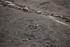 Geranoaetus melanoleucus