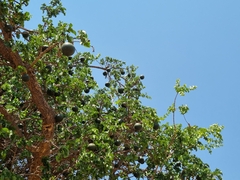 Strychnos cocculoides