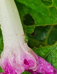 Diabrotica balteata