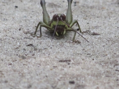 Ommatolampis perspicillata