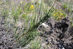Ephedra chilensis
