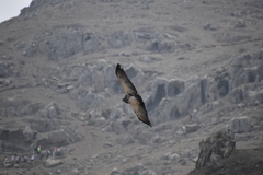 Geranoaetus melanoleucus
