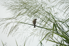 Saxicola stejnegeri