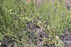 Ephedra chilensis