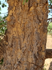 Strychnos cocculoides