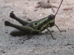 Ommatolampis perspicillata