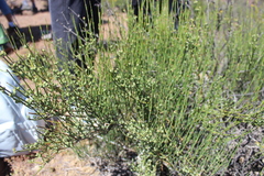 Ephedra chilensis