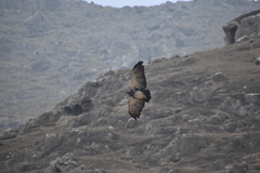 Geranoaetus melanoleucus