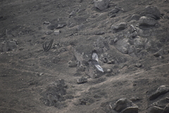 Geranoaetus melanoleucus