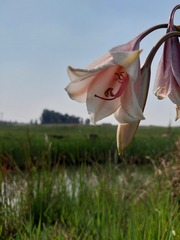 Crinum bulbispermum