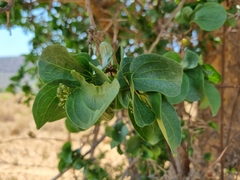 Strychnos cocculoides