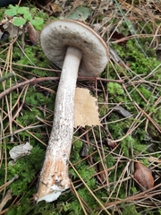 Leccinum scabrum