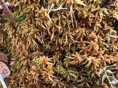 Sphagnum fuscum