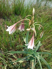 Crinum bulbispermum