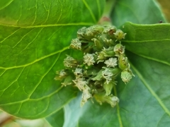 Strychnos cocculoides