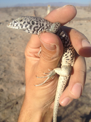 Aspidoscelis tigris tigris