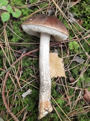 Leccinum scabrum