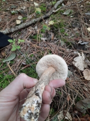 Leccinum scabrum