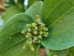 Strychnos cocculoides