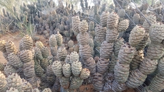 Tephrocactus articulatus