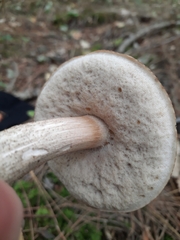 Leccinum scabrum