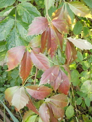 Parthenocissus quinquefolia