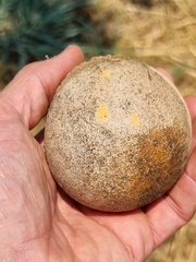 Strychnos cocculoides