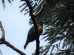 Trogon caligatus