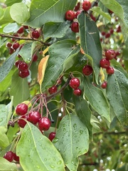 Malus baccata