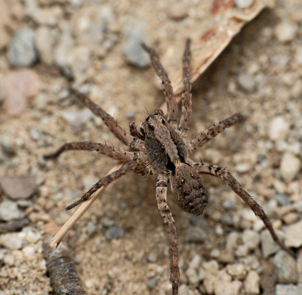 Koch's Wolf Spider