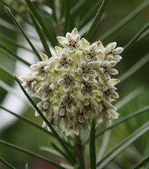 Asclepias linaria
