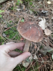 Leccinum scabrum
