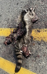 Procyon lotor pacificus
