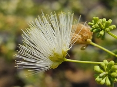 Albizia brevifolia