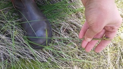 Sisyrinchieae