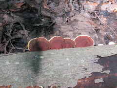 Daedaleopsis tricolor