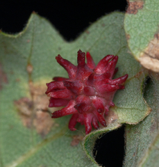Cynips quercusechinus