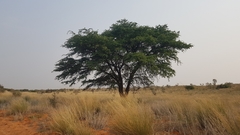 Vachellia erioloba