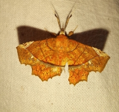 Syllectra