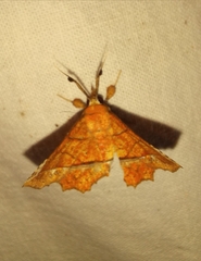 Syllectra
