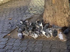 Columba livia domestica