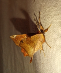 Syllectra