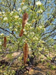 Albizia brevifolia